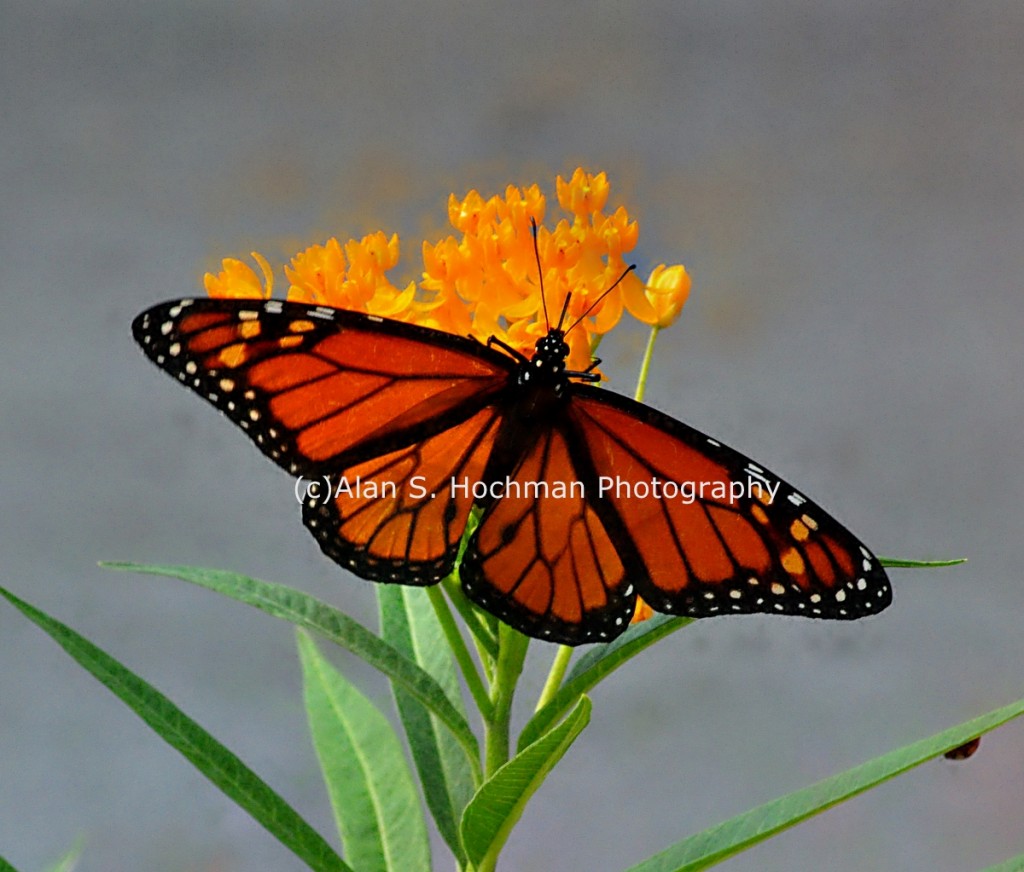 Monarch Butterfly on Butterfly Weed at Oleta River State Park
