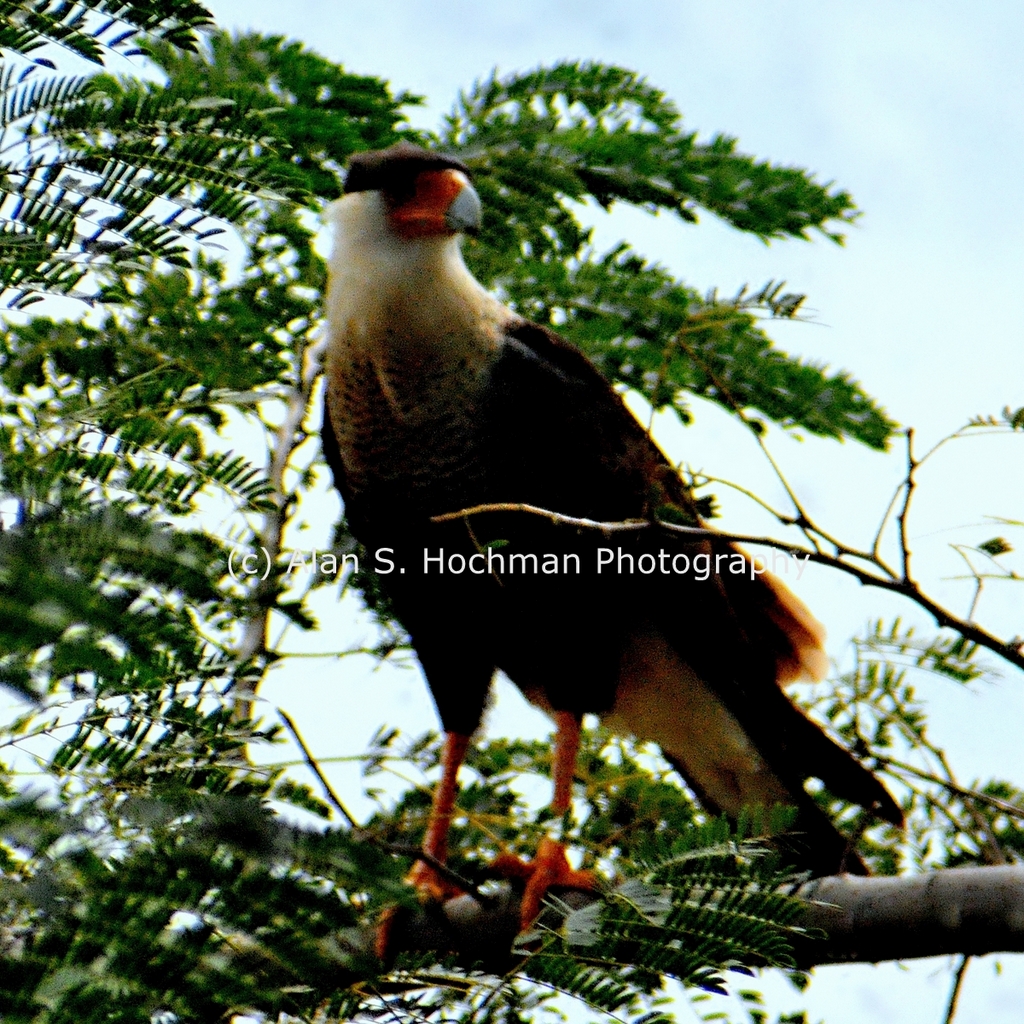 "Crested Caracara at Dinner Island Ranch Wildlife Management Area"