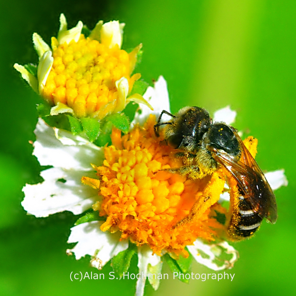 "IHoneybee Pollination at Oleta River State Park"
