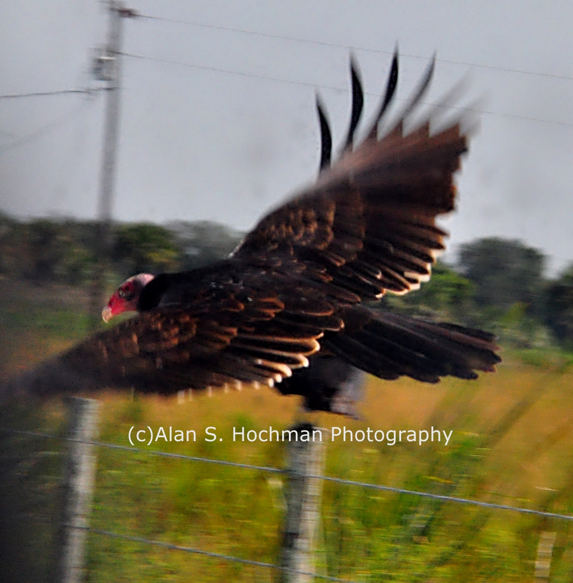 "Turkey Vulture in Flight at Dinner Island Ranch"