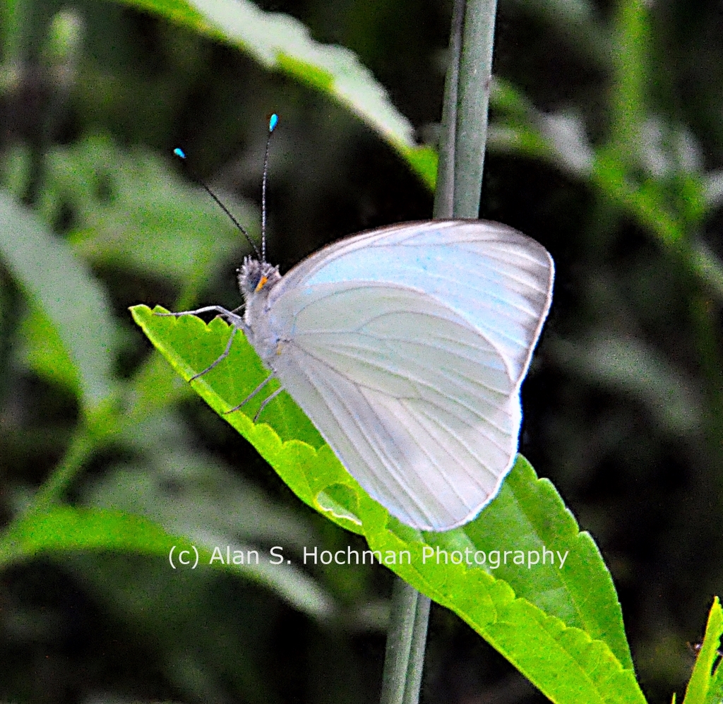 "Great Southern White Butterfly"