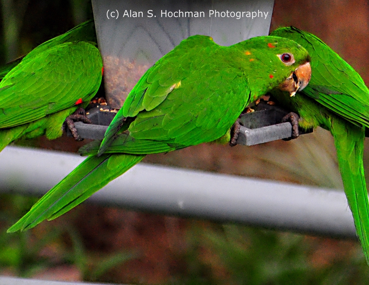 "Parrots at Bird Feeder in my Backyard"