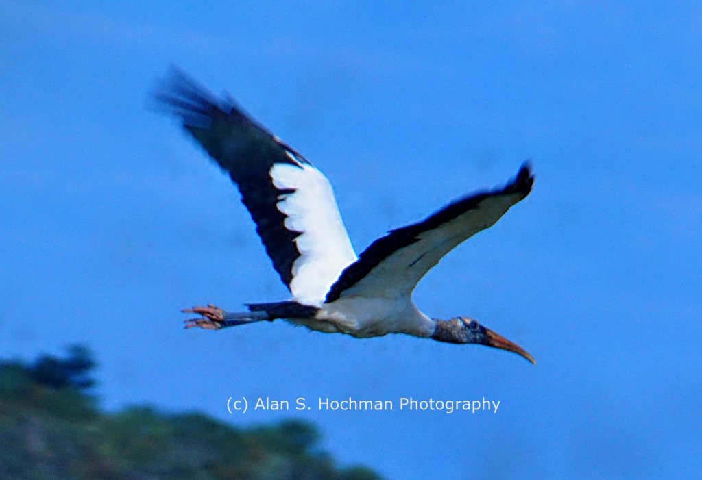 "Wood Stork in Flight ay Holey Land Woldlife Management Area"