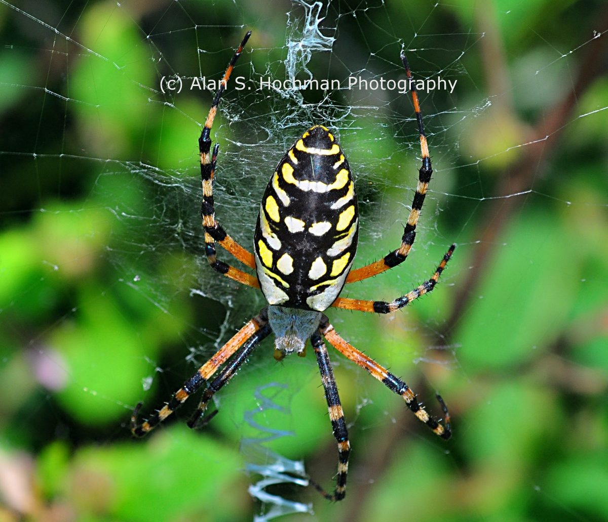 "Black and Yellow Garden Spider (Argiope aurantia)"