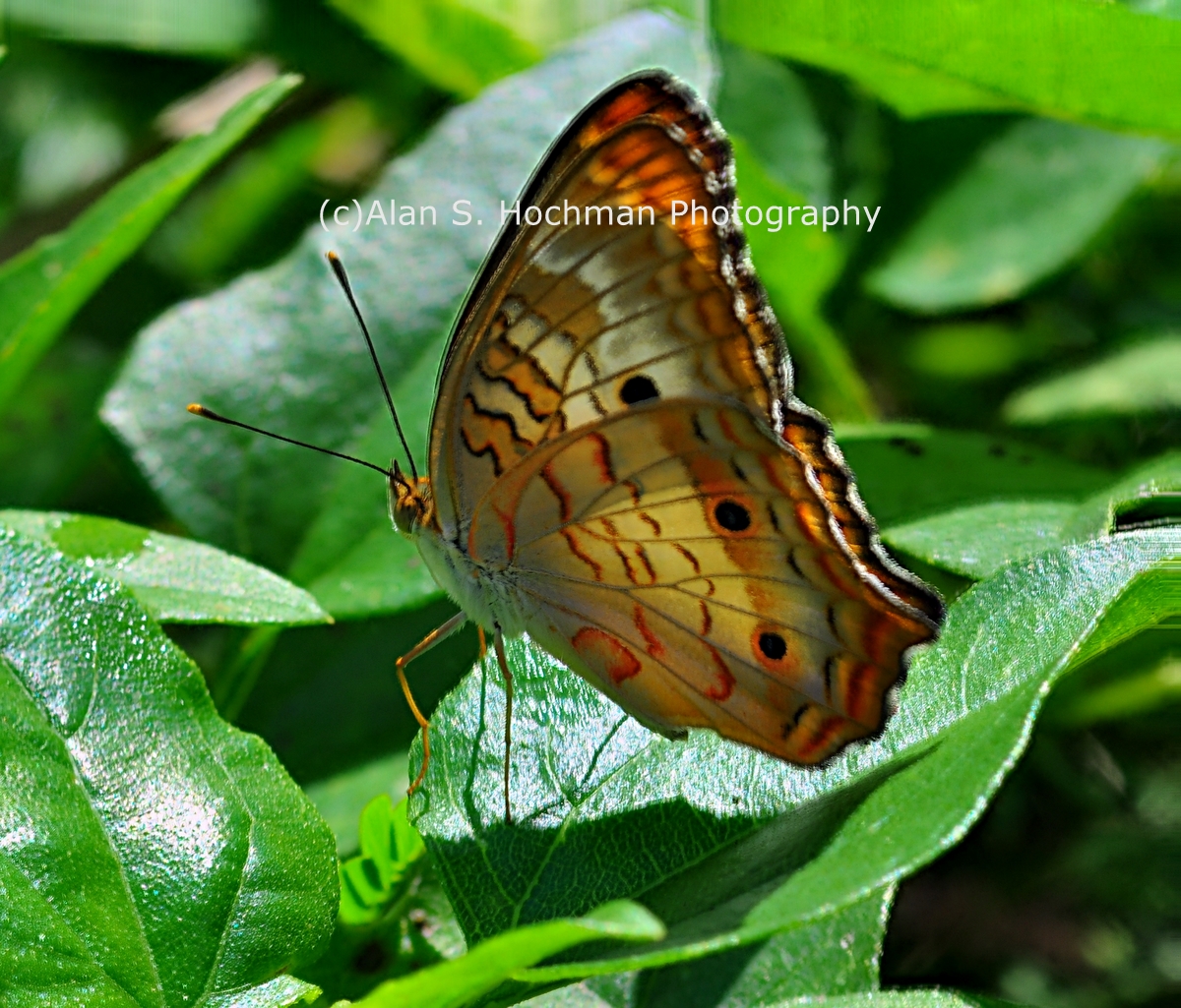 "White Peacock Butterfly at Oleta River State Park"