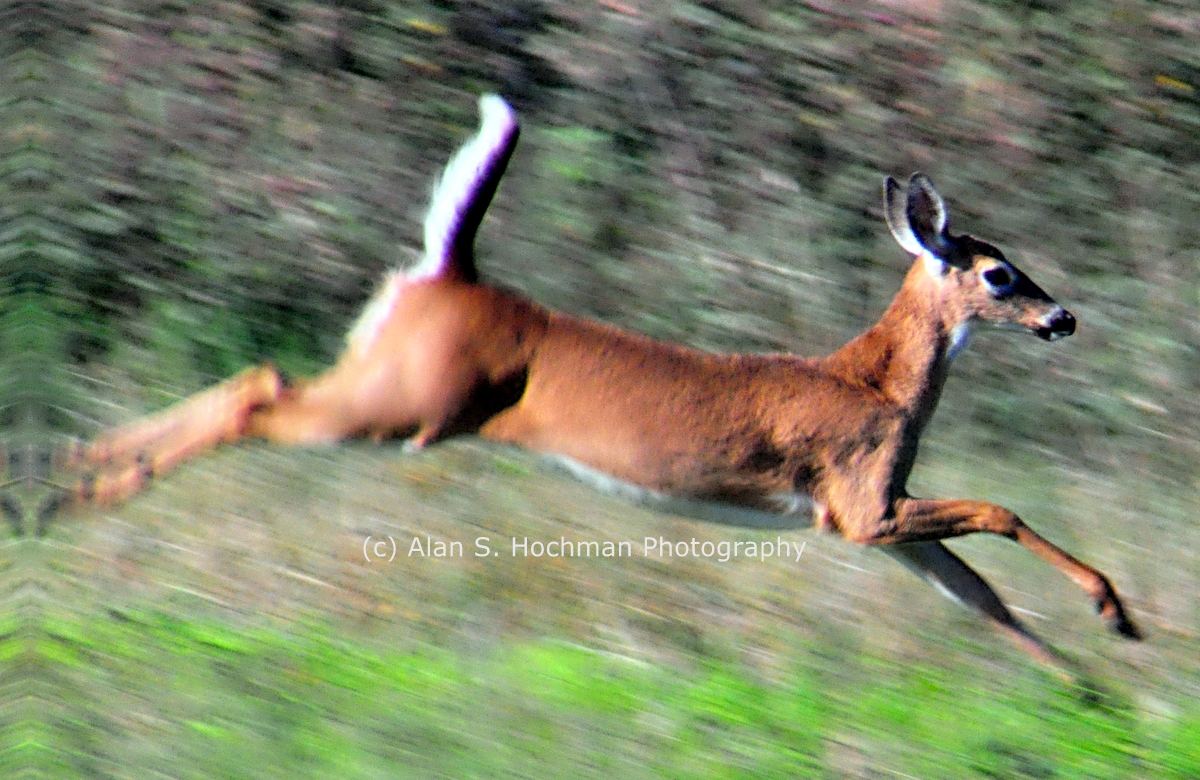 "Young White-tail Deer at Dinner Island Ranch"