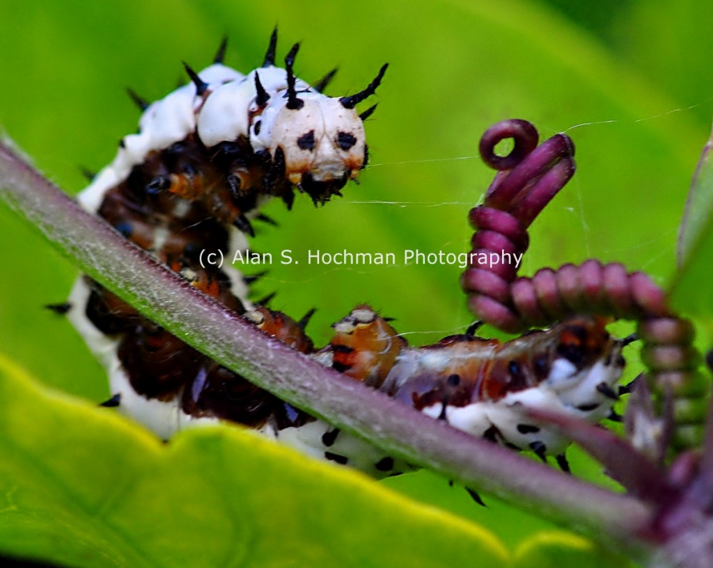 Zebra Longwing Butterfly caterpillar at Enchanted Forest Park