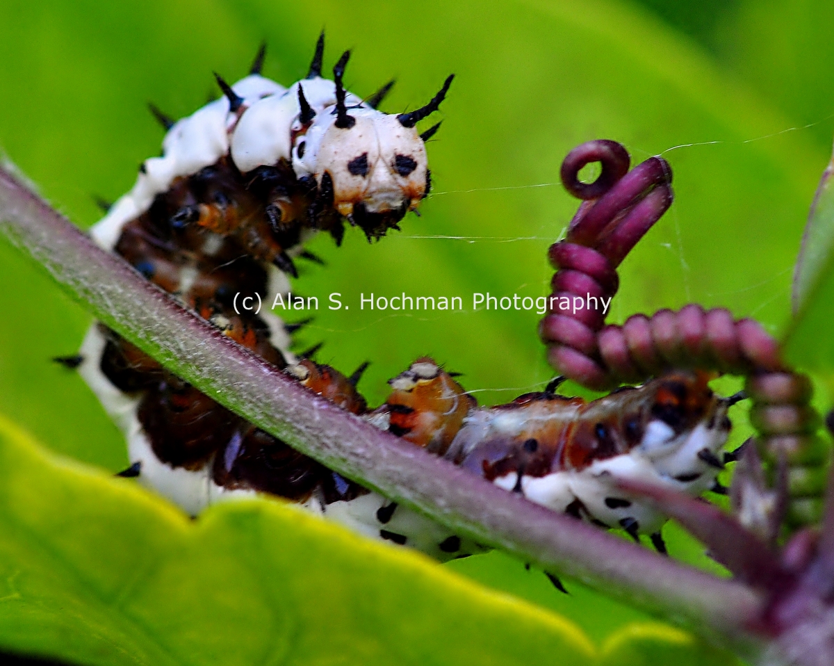 "Zebra Longwing Butterfly Caterpillar at Enchanted Forest Park"