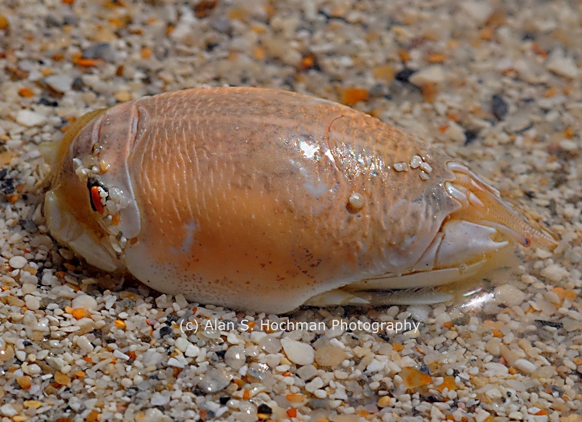 Mole Crab Aka Sand Flea Alan S Hochman Photography Mole Crab Aka Sand Flea Alan S Hochman Photography