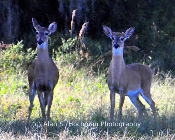 White Tail Deer at Dinner Island Ranch Wildlife Management Area