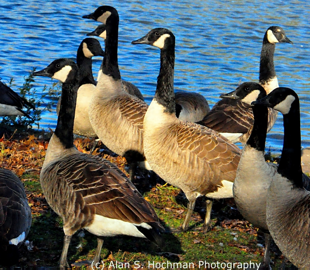 "Canadian Geese at Enchanted Forest Park in North Miami, Florida"