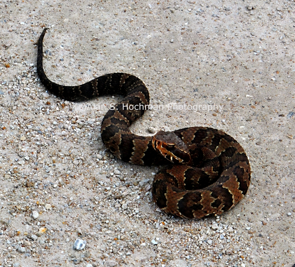 "Cottonmouth Snake at the L-28 Levee in Big Cypress WMA"