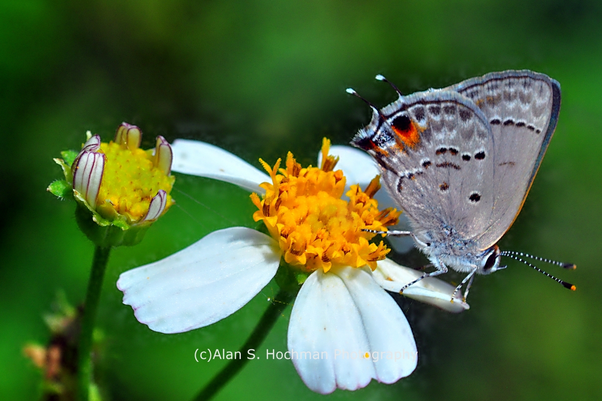 "Mallow scrub Hairstreak Butterfly at Enchanted Forest Park"