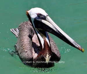 "Pelican in the Florida Keys in Islamorada"