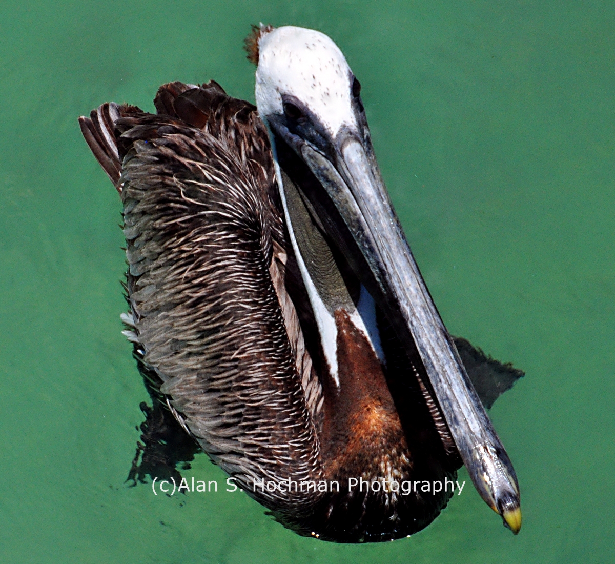 "Brown Pelican at Islamorada, Florida Keys"