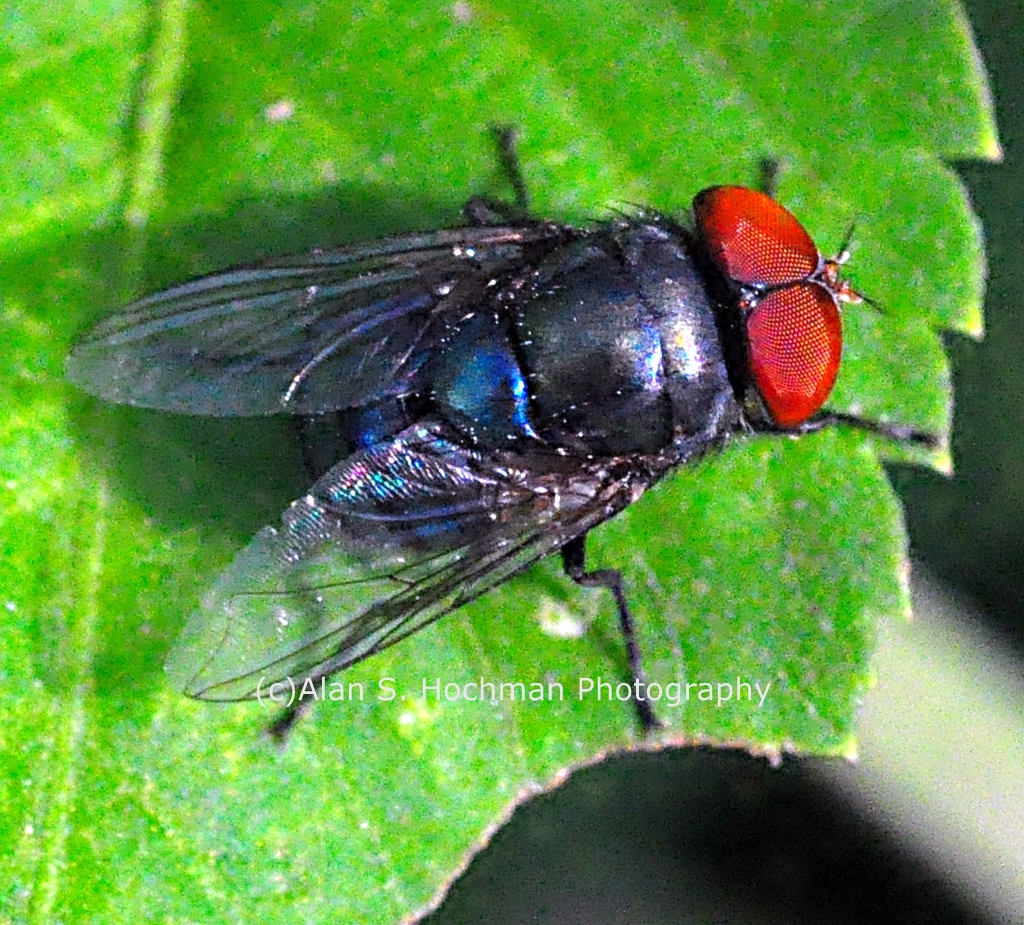 "Closeup of a Fly at Enchanted Forest Park"