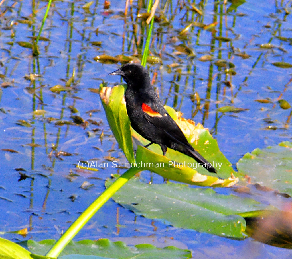 "Red wing Blackbird at L-28 Levee"