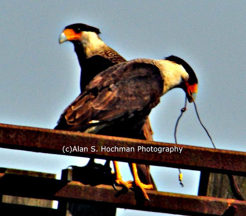 "Pair of Crested Caracara at Dinner Island Ranch WMA"