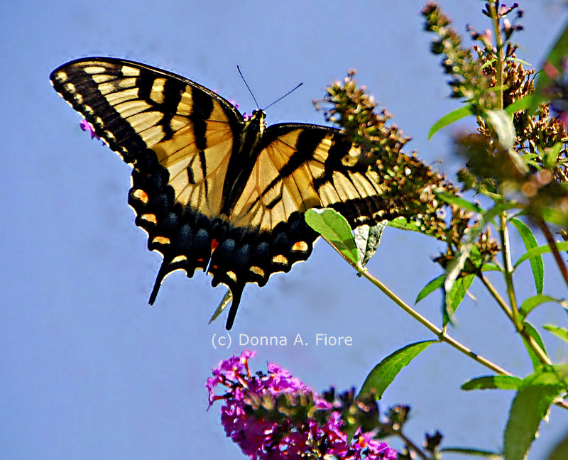 "Eastern Tiger Swallowtail Butterfly from Lopatcong, NJ"