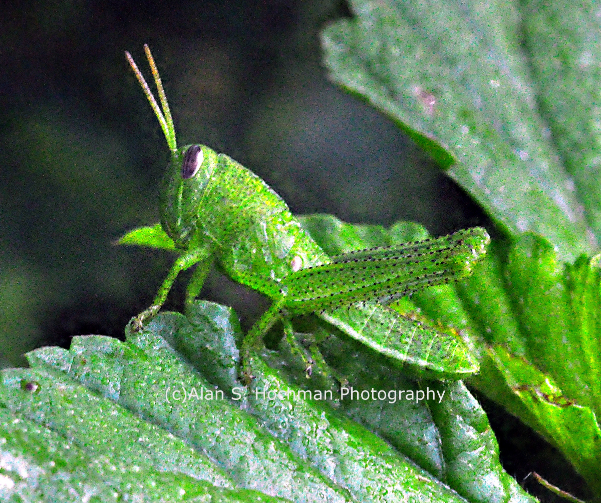 "Green Slant Faced Grasshopper at Arch Creek Memorial Park"