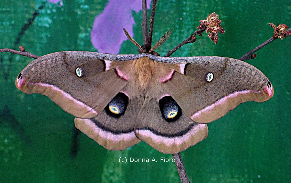 "Polyphemus Moth"