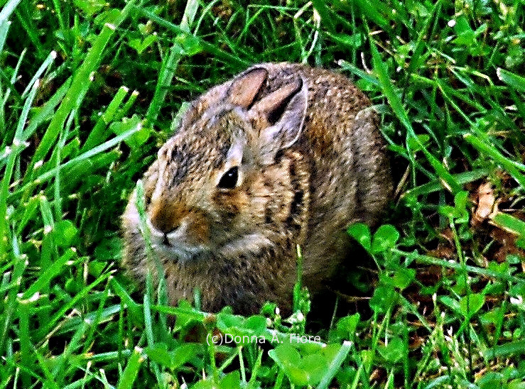 "Wild Rabbit in Lopatcong, New Jersey"