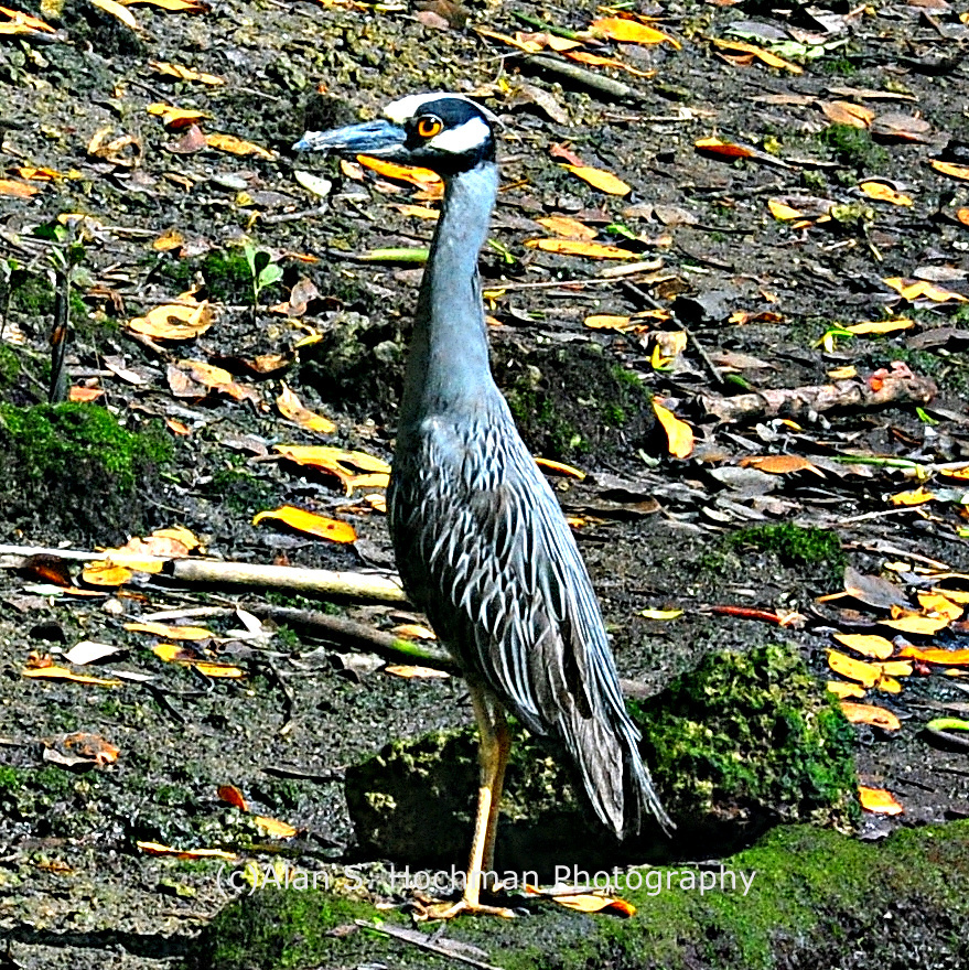 "Yellow crowned Night Heron at Enchanted Forest Park"