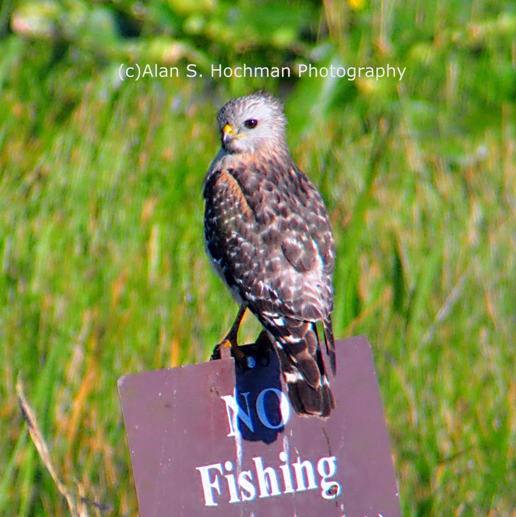 "Hawk on NO FISHING sign at HoleyLand WMA"