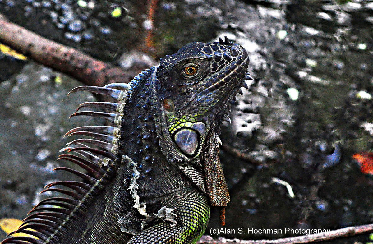 "Iguana at Arch Creek Memorial Park in North Miami, Florida"