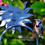 "Blue Jay and Sun Sign in my backyard"