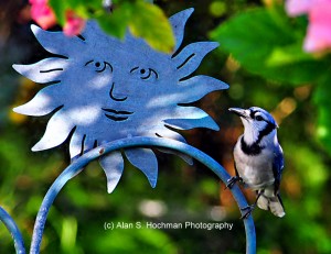 "Blue Jay and Sun Sign in my backyard"