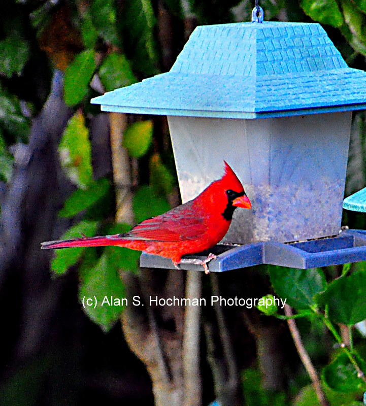 "Northern Cardinal Male at the birdfeeder"
