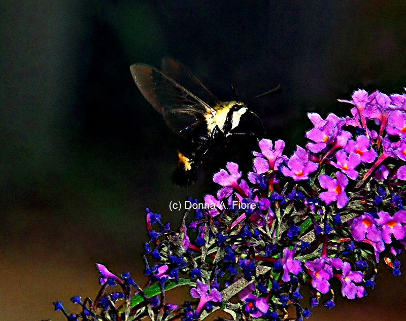 "Hummingbird Moth at Lopatcong, NJ"