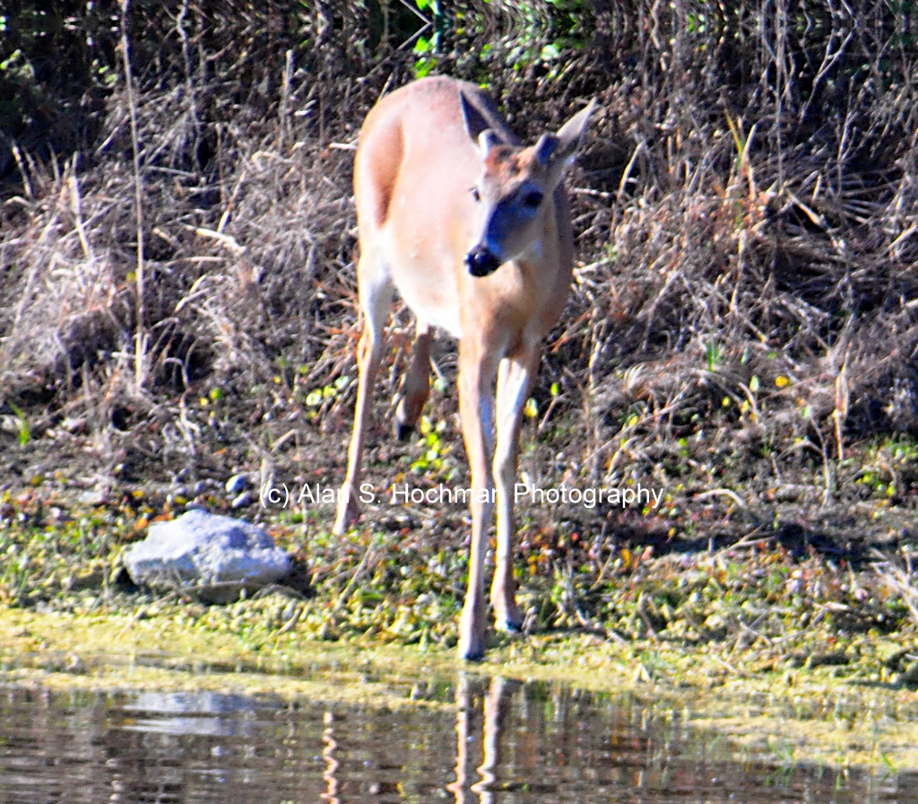 "White tail Deer at the L-28 Levee in Florida Everglades"