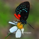 "Atala Butterfly at Enchanted Forest Park"