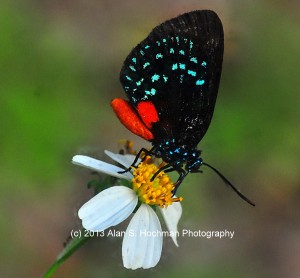 "Atala Butterfly at Enchanted Forest Park"