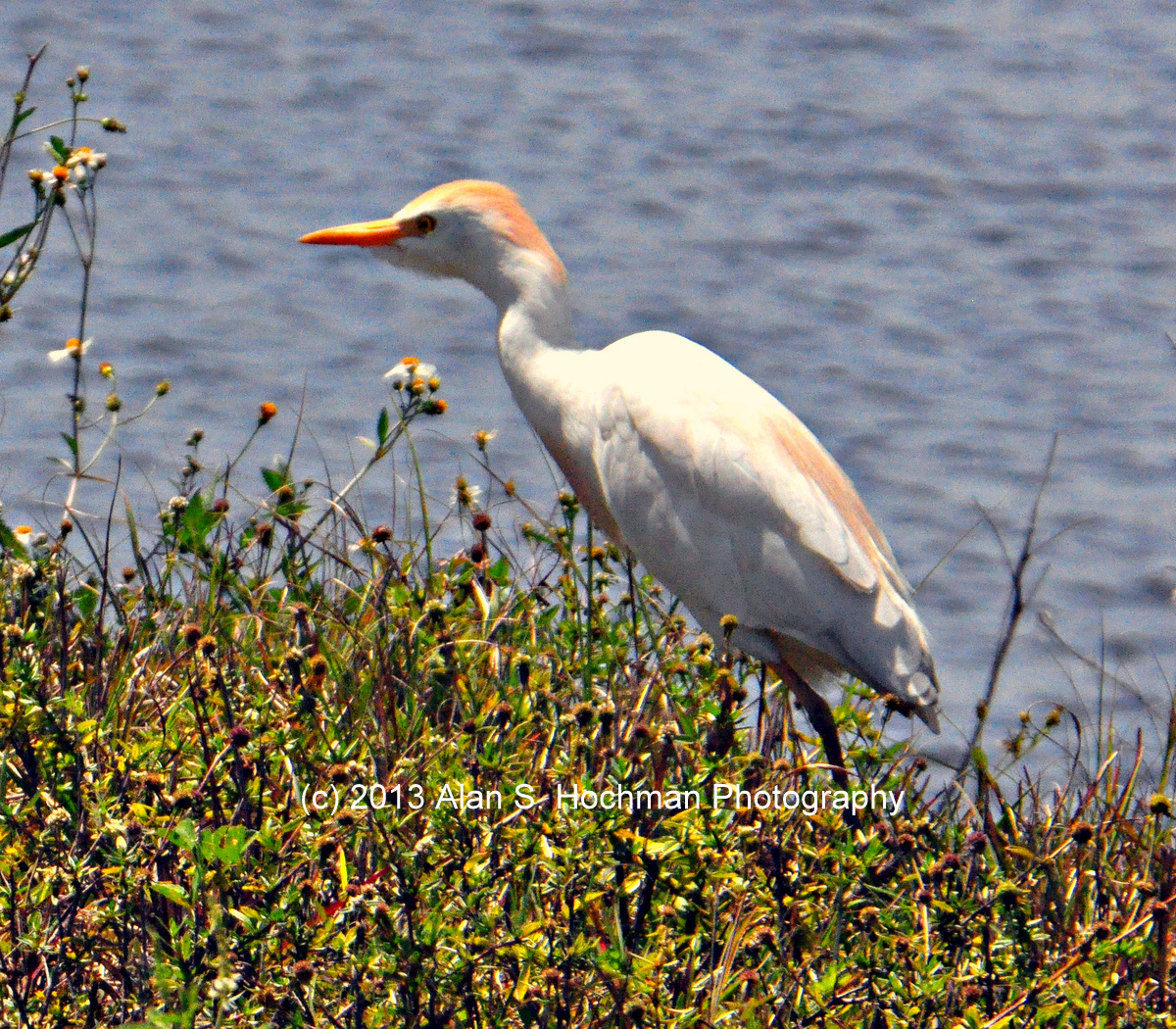 "Cattle Egret at the L-28 Interceptor Levee in Collier County, Florida"