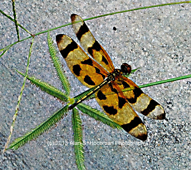 "Halloween Pennant Dragonfly at Oleta River State Park, Florida"