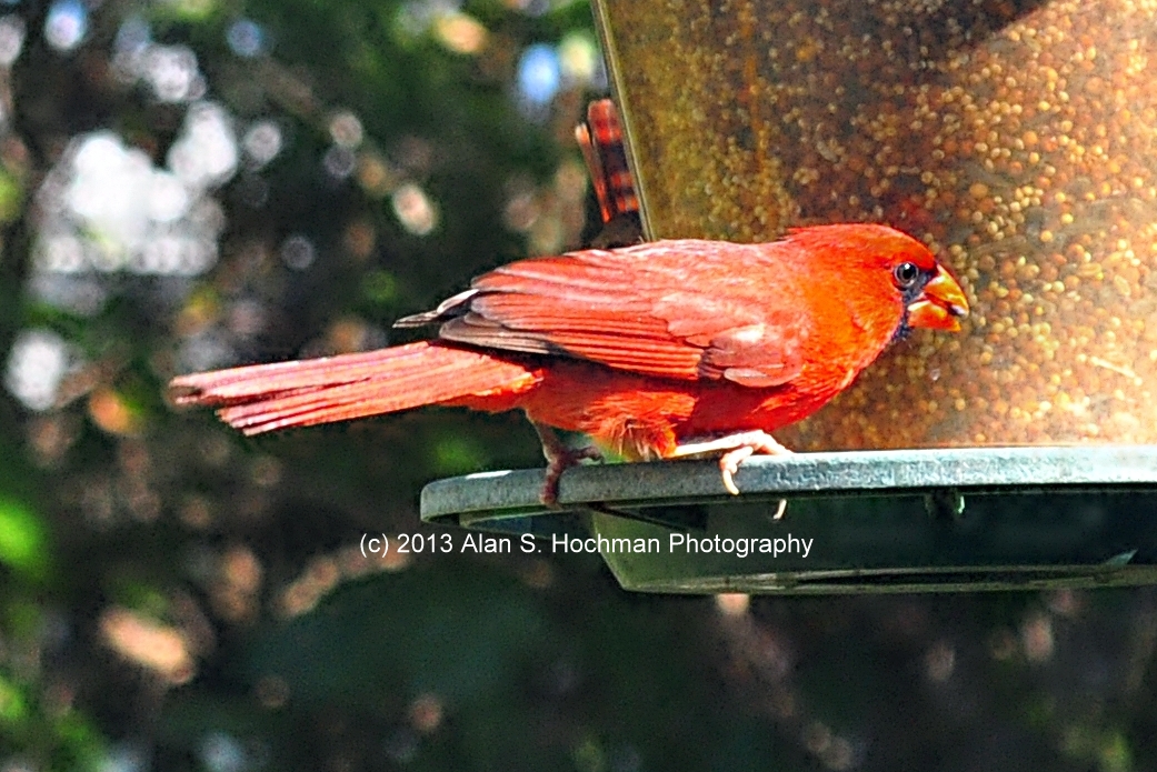 "Northern Male Cardinal Feeding"
