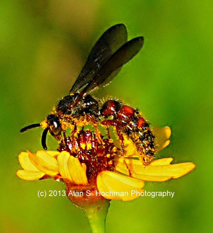 "Paper Wasp Gathering Pollen at Enchanted Forest Park, North Miami, Florida"