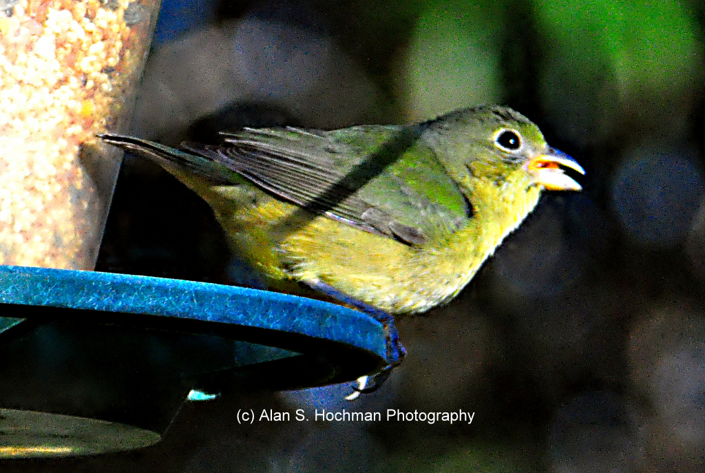 "Painted Bunting in North Miami, Florida"