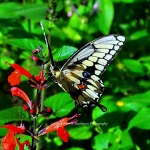 :Giant Swallowtail Butterfly at Enchanted Forest Park"
