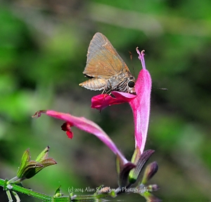 "Monk Skipper Butterfly nectaring on wildflower"