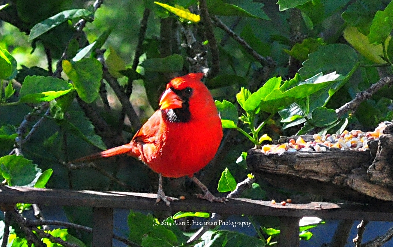 "Male Northern Cardinal at Feeder"
