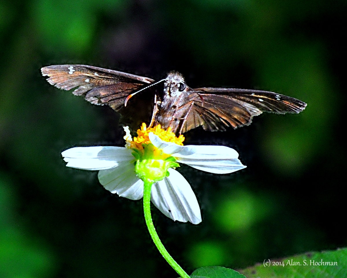 "Skipper Butterfly - Ready for Take off"